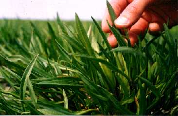 Handbl~1.jpg (14182 bytes)