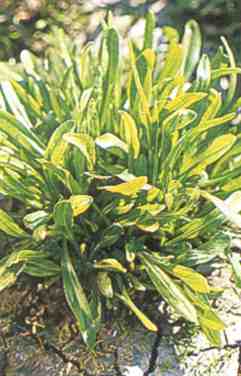 Typische zeeasterplant